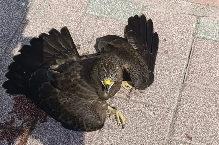 Bitkin halde bulunan şahin koruma altına alındı 