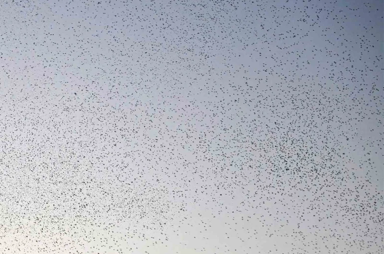 Bitlis semalarında binlerce kuş adeta dans etti