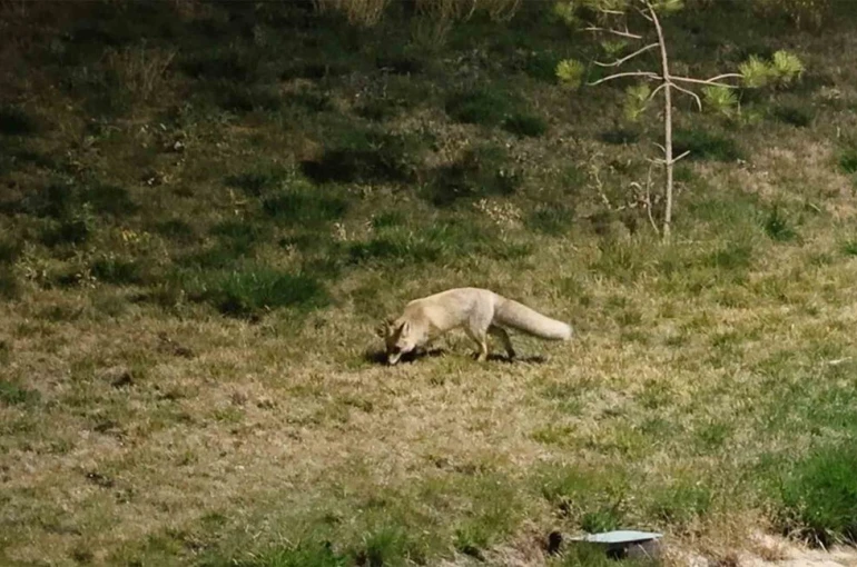 Bitlis sokaklarında tilkiler görüntülendi 