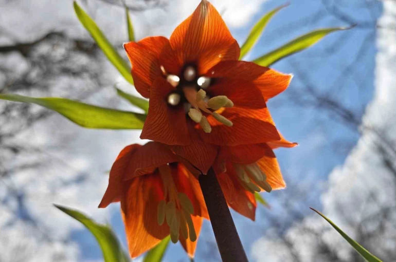 Bitlis’te açan ters laleler görsel şölen sunuyor 