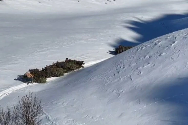 Bitlis’te hayvanlar için kızaklı yem mesaisi 