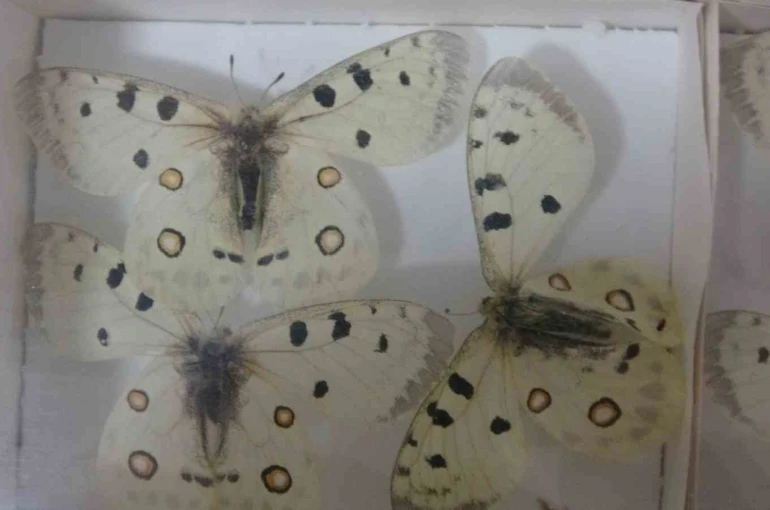 Böcek Müzesi 30 bin örnekle bilime katkı sunuyor, çocukların korkularını yeniyor 