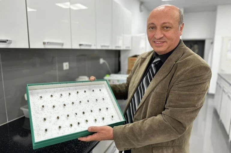 Böcekler cinayetleri aydınlatıyor: Ölüm zamanı ve olay yeri entomolojiyle belirlenebiliyor