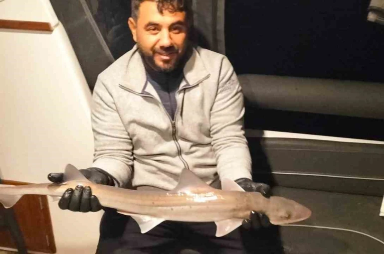 Bodrum açıklarında oltaya köpek balığı takıldı 