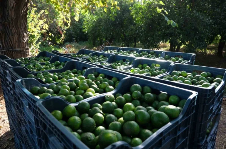 Bodrum’da 72 üreticiden 55 ton yeşil mandalin alındı 