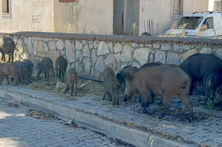 Bodrum’da gündüz vakti domuz sürüsü mahalleye indi 
