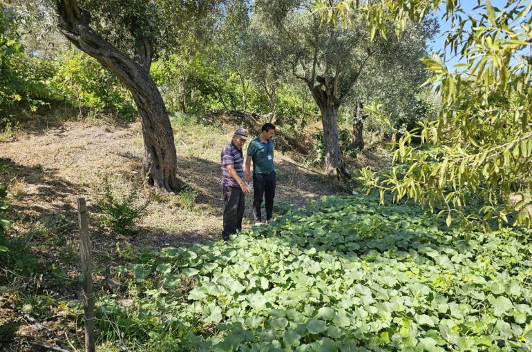 Bodrum’da zeytin hasadı başladı 