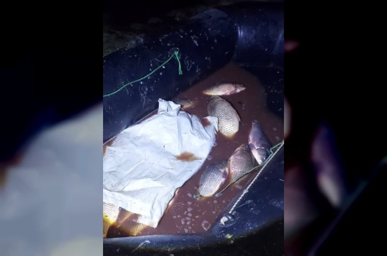 Bolu’da 350 kilo sazan kurtarıldı 