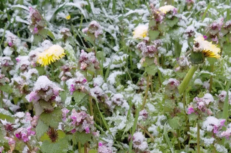Bolu’da baharda açan çiçekler beyaza büründü 