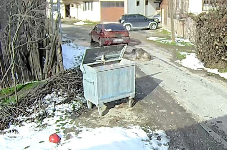 Bolu’da ezilen köpeğin röntgeninden 400 saçma çıktı: 