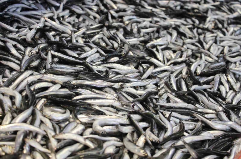 Bolu’da hamsi kilosu 200 liradan tezgahlarda yerini aldı