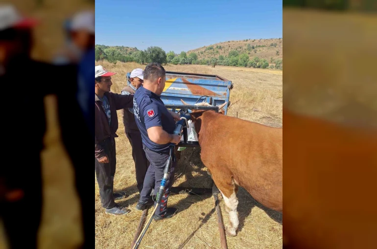 Bolu’da ineğin kafası tarım aletine sıkıştı