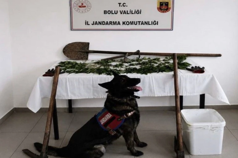 Bolu’da kenevir bahçesi oluşturan şüpheli tutuklandı