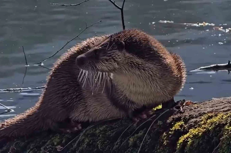 Bolu’da nesli tükenmekte olan su samuru görüntülendi 