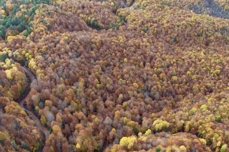 Bolu’da ormanlık alanlarda sonbahar güzelliği