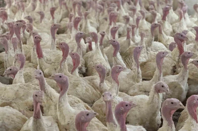 Bolu’da üreticilere "kuş gribi" uyarısı 