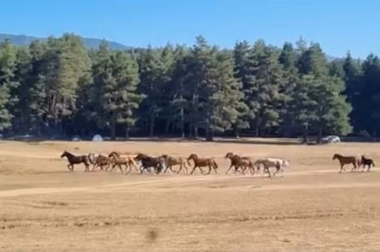 Bolu’da yılkı atlarına kurt saldırdı 