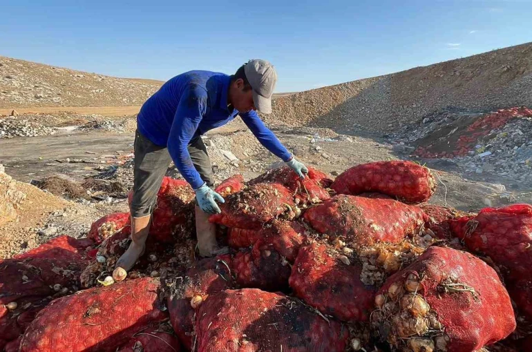 Boş araziye dökülen tonlarca soğanı vatandaşlar evlerine götürdü 