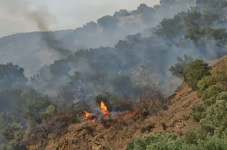 Bozdoğan'da orman yangını