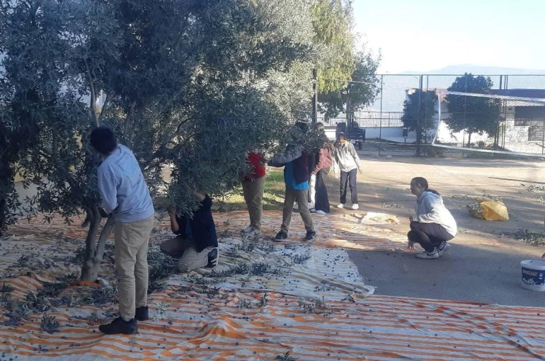 Bozdoğan’da öğrenciler zeytin hasadı yaptı 