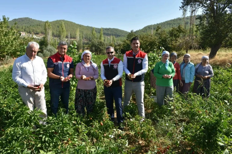 Bozdoğan’da turşuluk biber hasadı gerçekleştirildi 