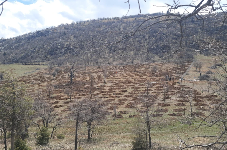 Bozkır'da 13 dönümlük alanda dev ağaçlandırma projesi
