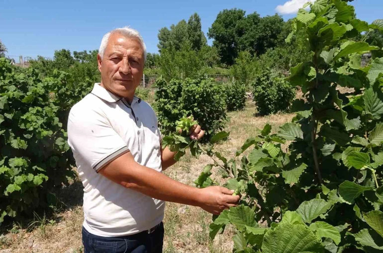 Bozkırın ortasında fındık yetiştirdi