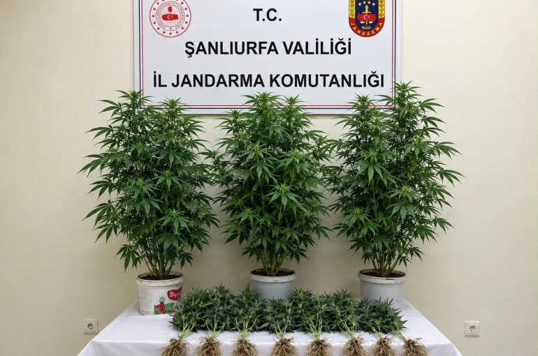 Bozova’da 13 kenevir bitkisi ele geçirildi