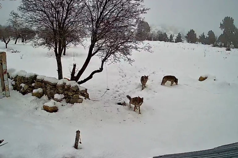 Bozyazı’da kurtlar köye indi: O anlar kamerada