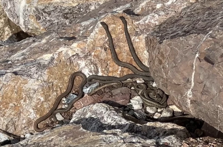 Brezilya’nın ‘Yılan Adası’ değil Yüksekova 