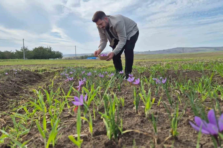 Bu baharatın kilosu 600 bin TL: Topraktan servet fışkırıyor 