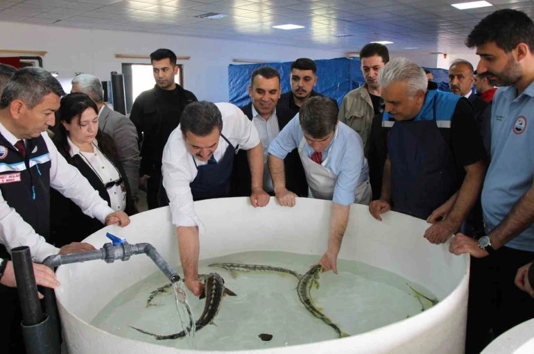 Bu balığın havyarı ’siyah inci’: Karadeniz’e 8 bin adet dağıtılacak, çiple takip edilecek 