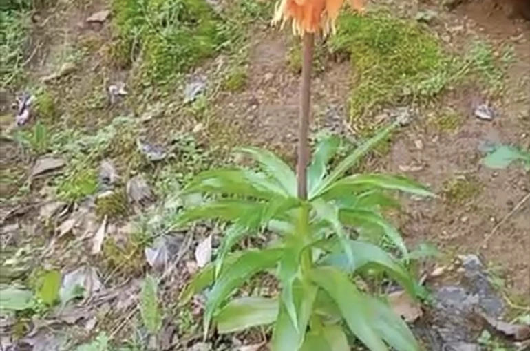 Bu çiçeği koparmanın cezası ikinci el araba fiyatını geçiyor 