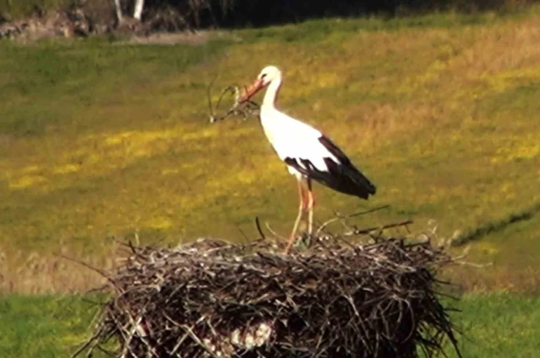 Bu da Leyleğin hırsızı 