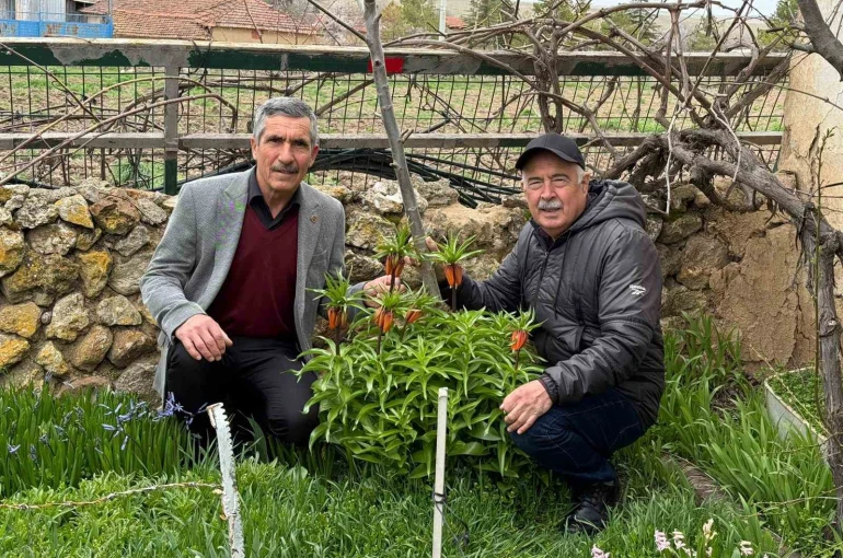 Bu laleleri gözleri gibi koruyorlar 