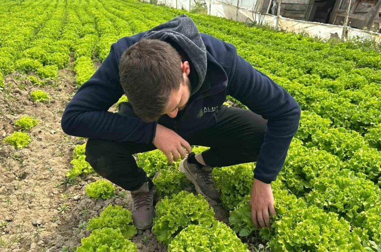 Bu sefer tarladan güzel haber geldi...35 liraya tarladan satılan marul yüzleri güldürdü 