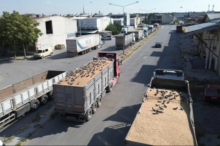 Buğday pazarında güvercinler de nasibini alıyor