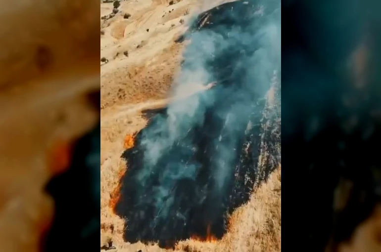 Buğday tarlası yangında zarar gördü 