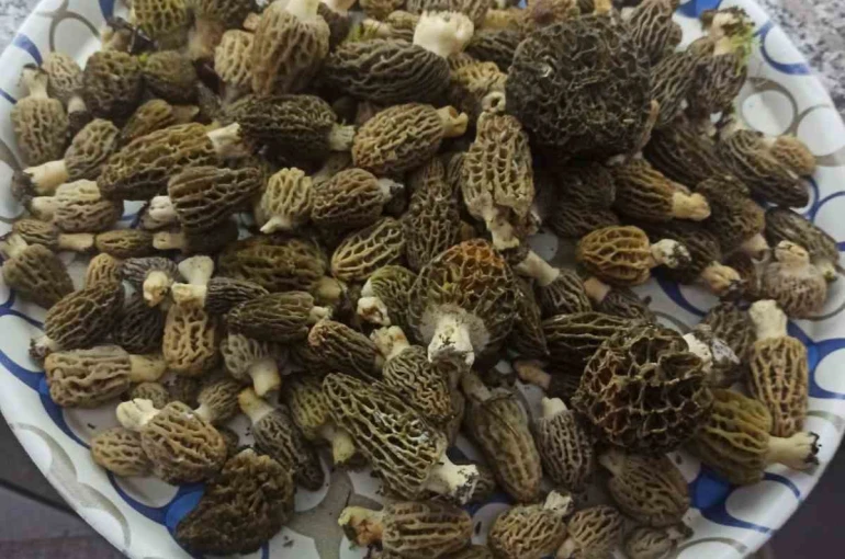 Buldan ormanlarında kuzugöbeği bereketi 