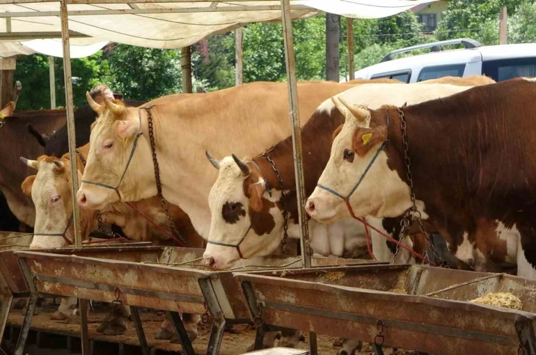 Buldan’da şap karantinası kaldırıldı 