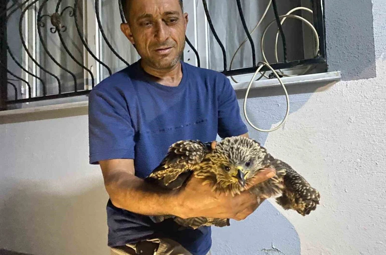 Bulduğu şahine ciğer dürüm söyledi 