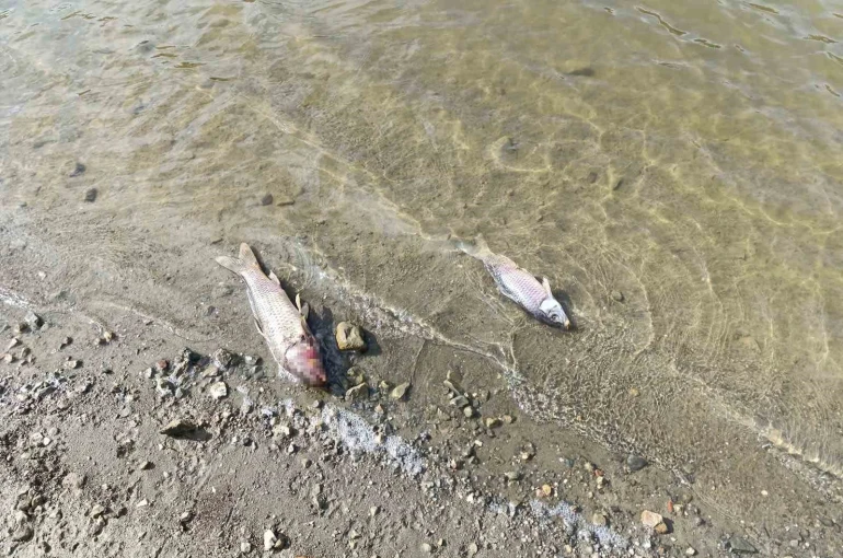 Burcun Göleti’nde balık ölümleri 