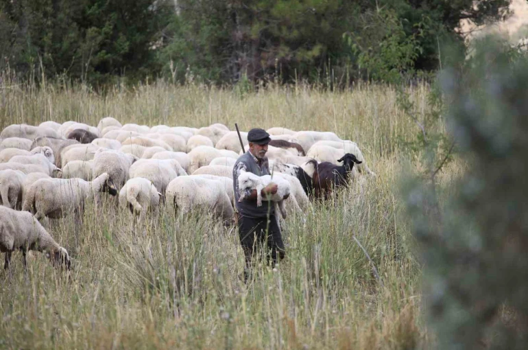 Burdur’un dağlarında yarım asırdır koyunların peşinde