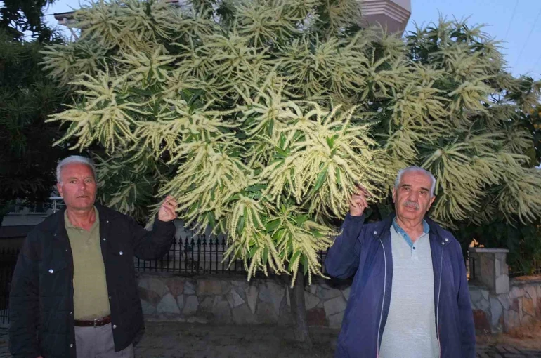 Burhaniye’de kestane ağaçları çiçek açtı