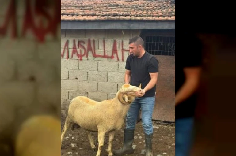 Burhaniye’de kurbanlıklar satışa çıktı 