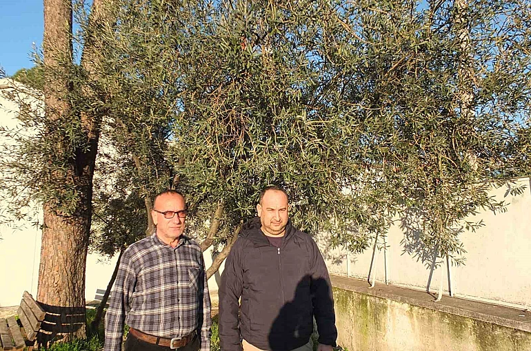 Burhaniye’de yağmurlar zeytincileri sevindirdi 