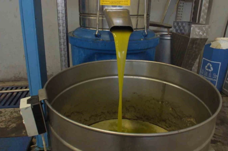 Burhaniye’de zeytinde rekolte düşük, ancak yağda kalite yüksek 