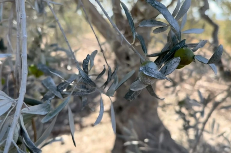 Bursa Beton’un tozu çiftçiyi perişan etti