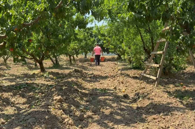 Bursa şeftalisinde hasat başladı