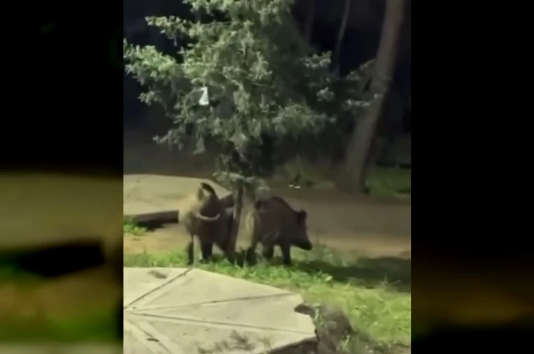 Bursa’da domuzlar piknik alanlarına indi 